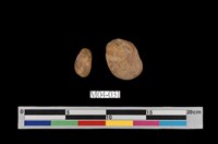 藏品(泥鐵礦(菱鐵礦))的圖片